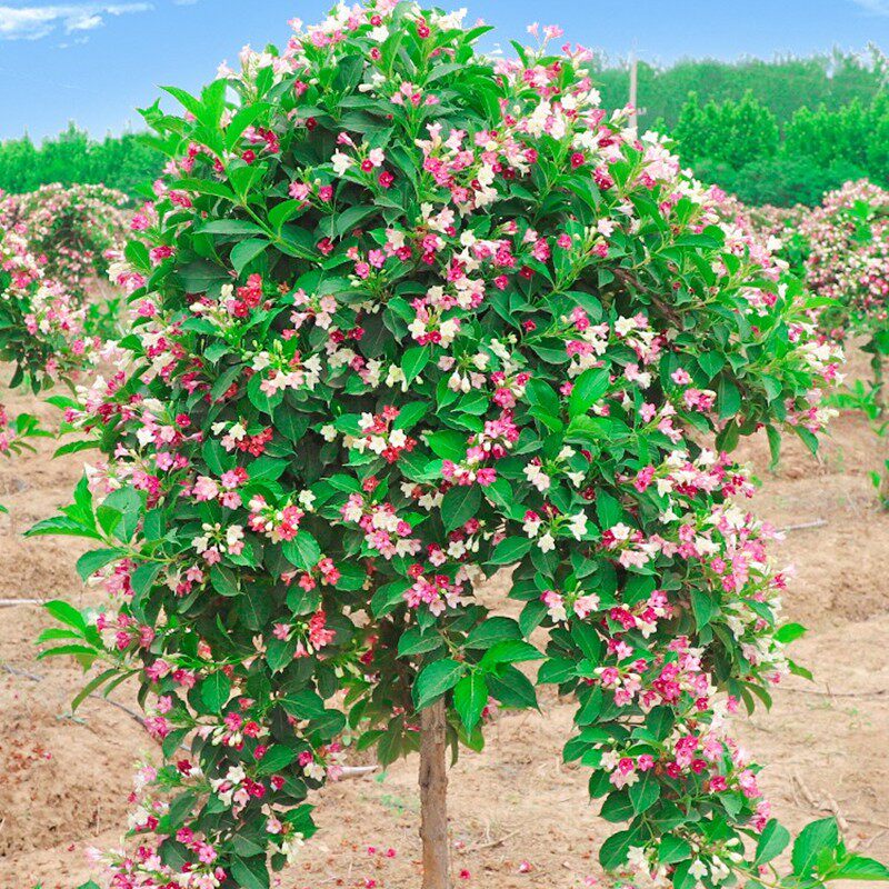 五彩锦带树苗盆栽别墅庭院花树园林E风景树绿化垂吊花卉耐寒驱蚊