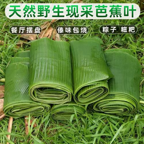 云南芒市现摘芭蕉叶食用摆盘