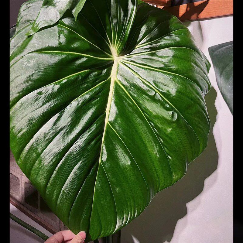 室内绿植观赏植物大叶片室内观叶热植