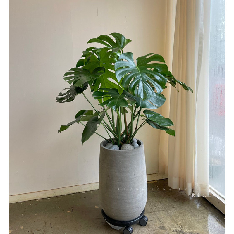 龟背竹大盆栽室内耐阴开背大型多叶植物吸K甲醛净化空气好养客厅
