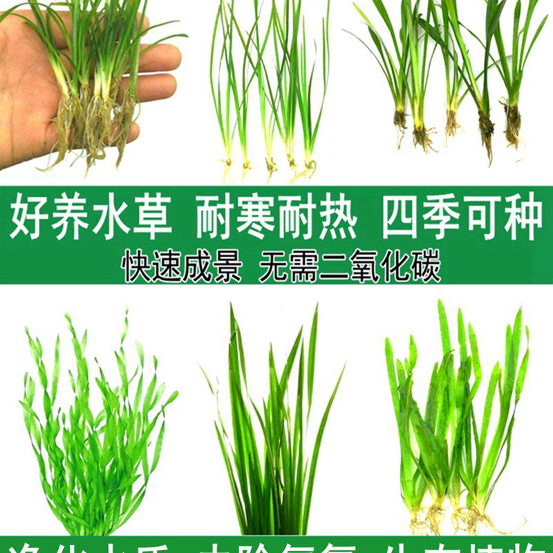 大小水兰迷你细叶纽兰前景苦草水草鱼池养鱼缸草绿植造景植物套餐