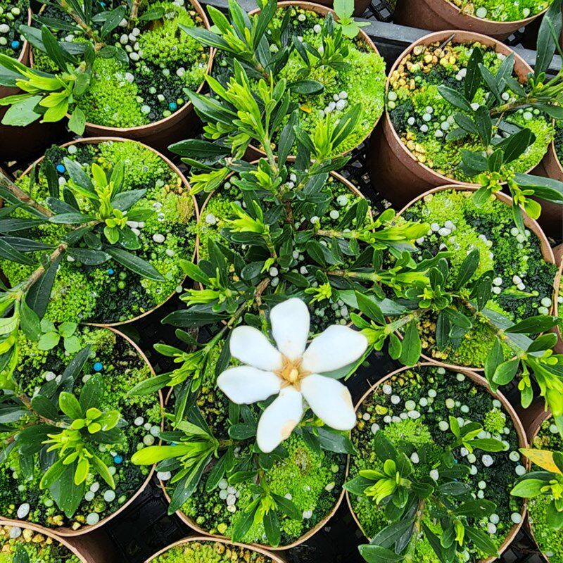 米叶雀舌,华系栀子花品种,多季开花,小型栀子花