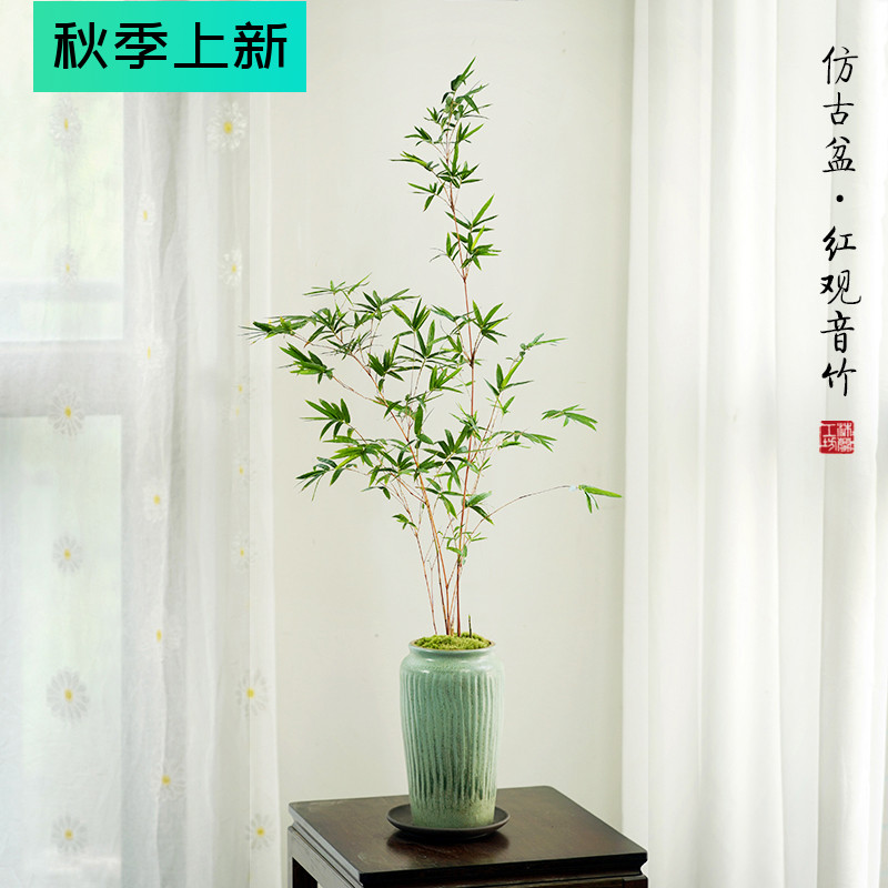 红竹红观音竹桌面竹子盆栽中式书房办公室茶室竹子盆景植物绿植花