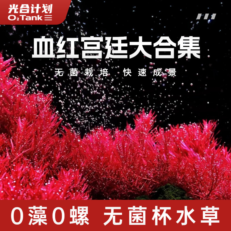 血红宫廷尼特利血红宫廷红宫廷新加坡血红无菌杯鱼缸植物造景水草