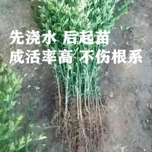 枸橘苗枳壳苗绿篱带刺树苗篱笆栅栏铁篱寨枳实苗嫁接砧木护院植物