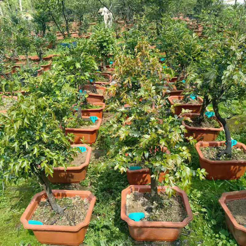 广东小叶紫檀盆景防辐射盆栽植物室内花卉绿植四季常青办公室桌面