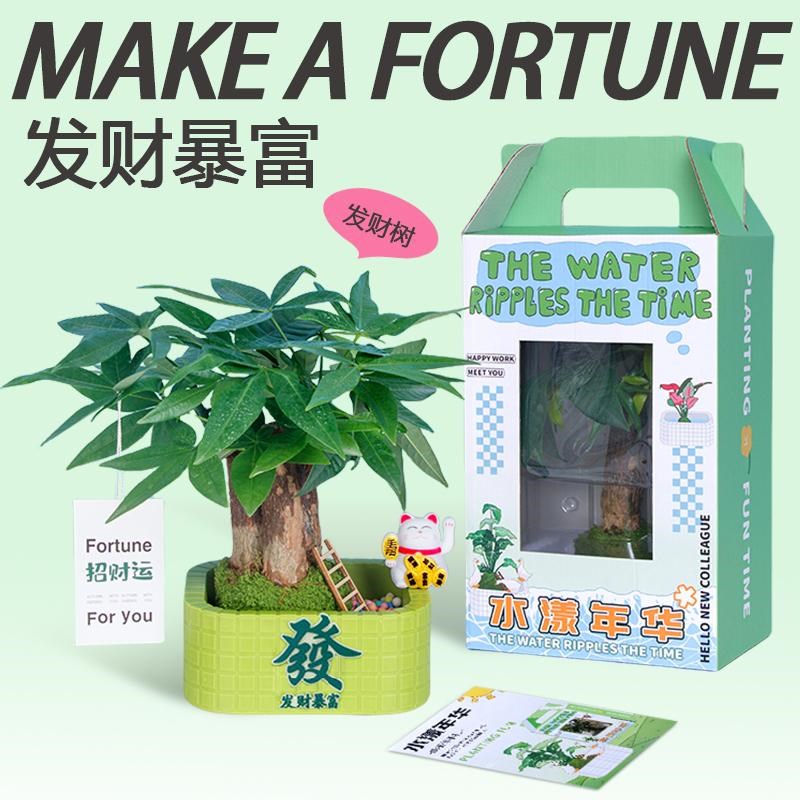 发财树小盆栽室内四季好养招财植物办公室桌面创意绿植礼物伴手礼
