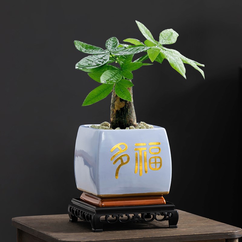 多福寓意发财树专用花盆办公室客厅盆景绿植方形陶瓷带托装饰摆件