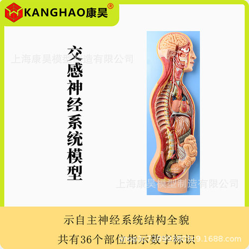 人体交感神经系统教学模型