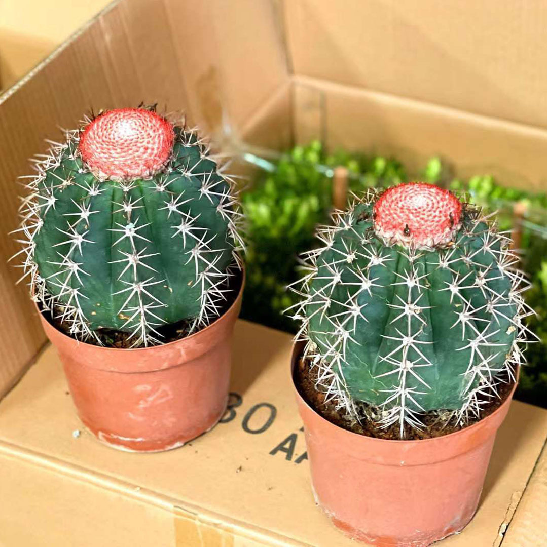 【基地直供】仙人球植物盆栽居家花卉绿植盆栽层云6装