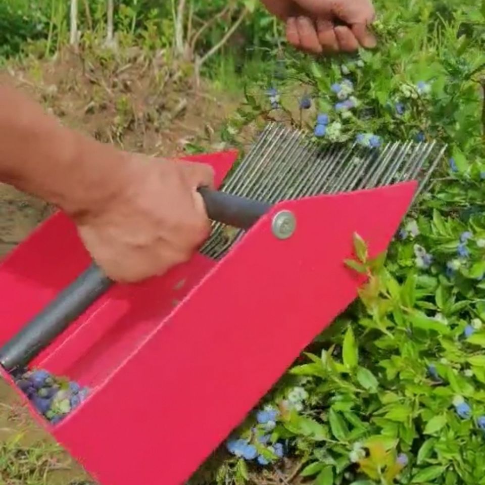 蓝莓采集器浆果收集铲蔓越莓采拾器蓝莓搓子手持采花工具菊花抄子