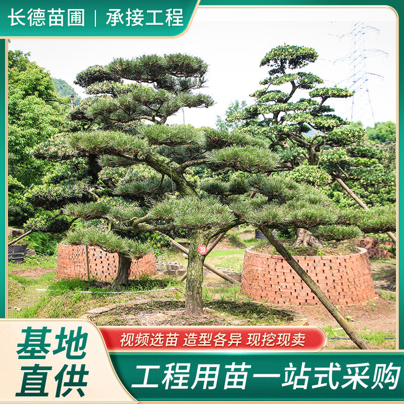 黑松造型树湖南苗木基地别墅庭院观赏花木基地直供价低质优苗木