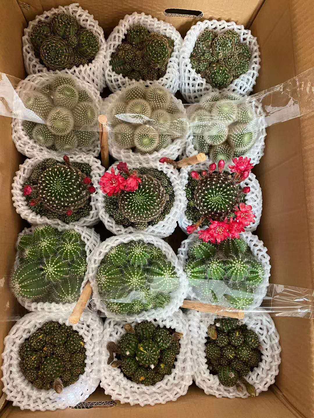 基地直销仙人球植物桌面小盆栽居家绿植随机混装多头五色球