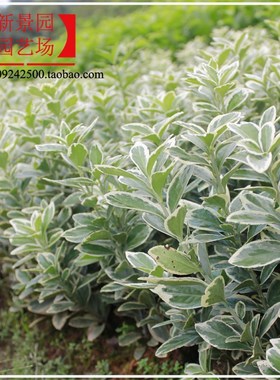 庭院银边四季青金边卫矛 大叶冬青 东青树苗 色块苗木 园林绿化带