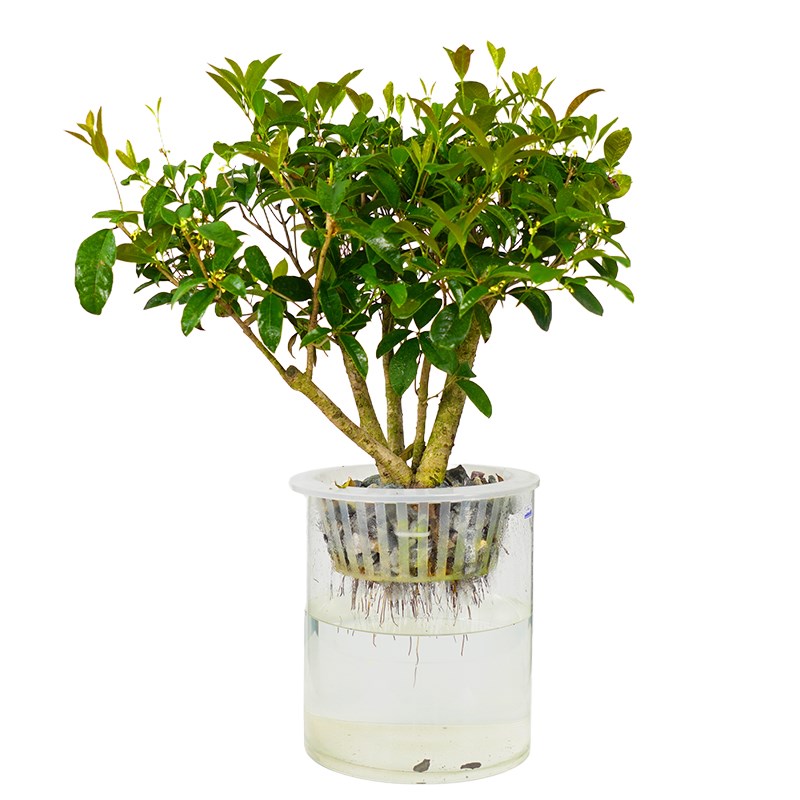 水培植物桂花大型盆栽造型盆景客厅办公室内绿植花卉养活水养