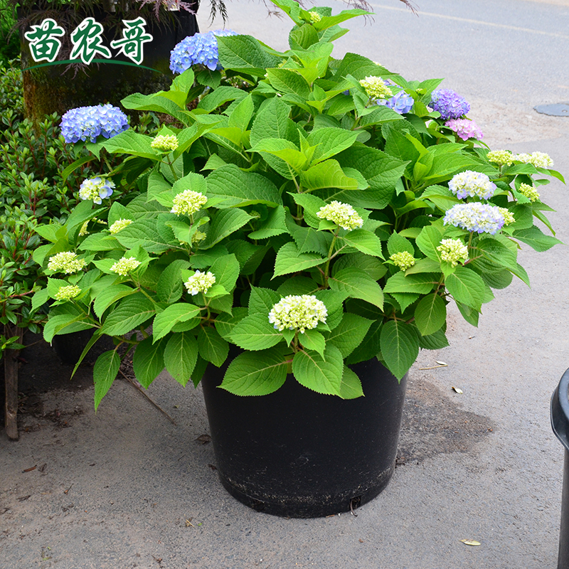 无尽夏绣球花苗带花苞四季开花绣球大苗加仑盆栽庭院花园绿化植物