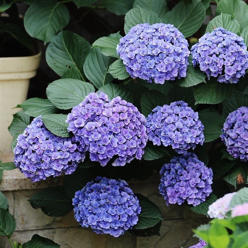 海蒂的花园绣球花苗庭院植物树苗室外阳台花苗四季种易活花卉盆栽