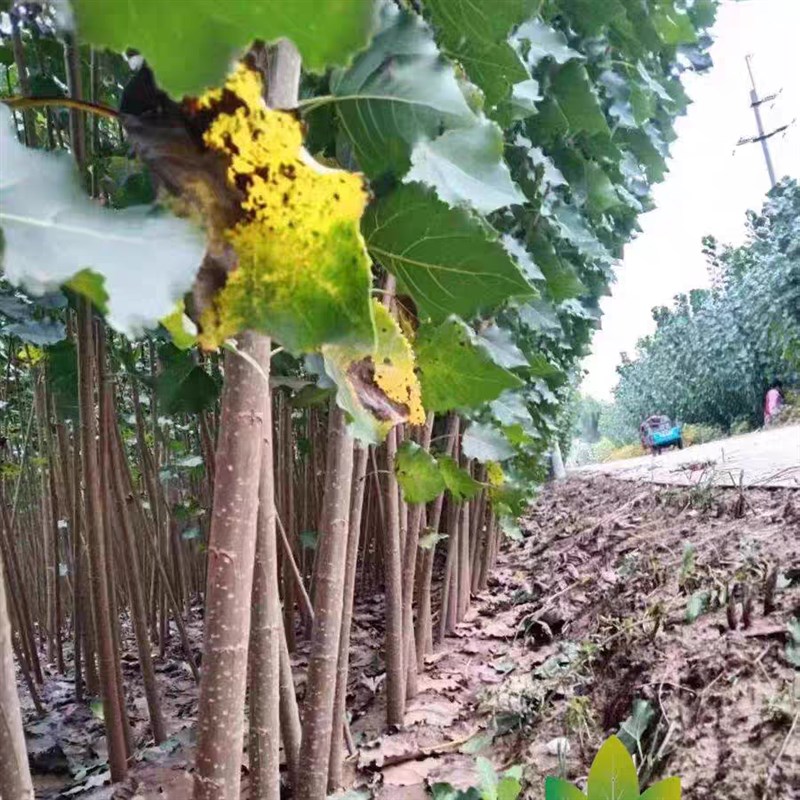 速生白杨树e苗107大叶白杨树苗3804无絮杨植树造林扦插苗绿化树苗