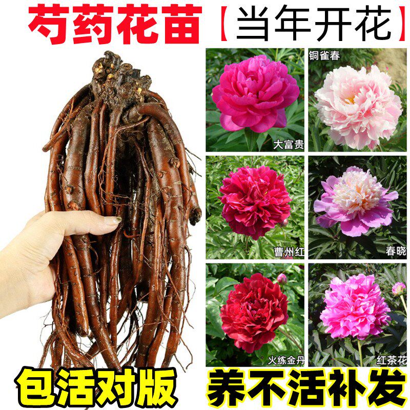 菏泽正宗观赏芍药花苗带r根多年生重瓣大花盆栽芍药花根块非牡丹