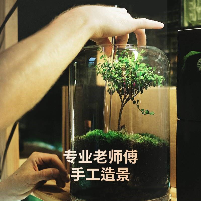 生态缸微景观森林办公室桌面自循环免打理玻N璃微观鱼缸空瓶造景
