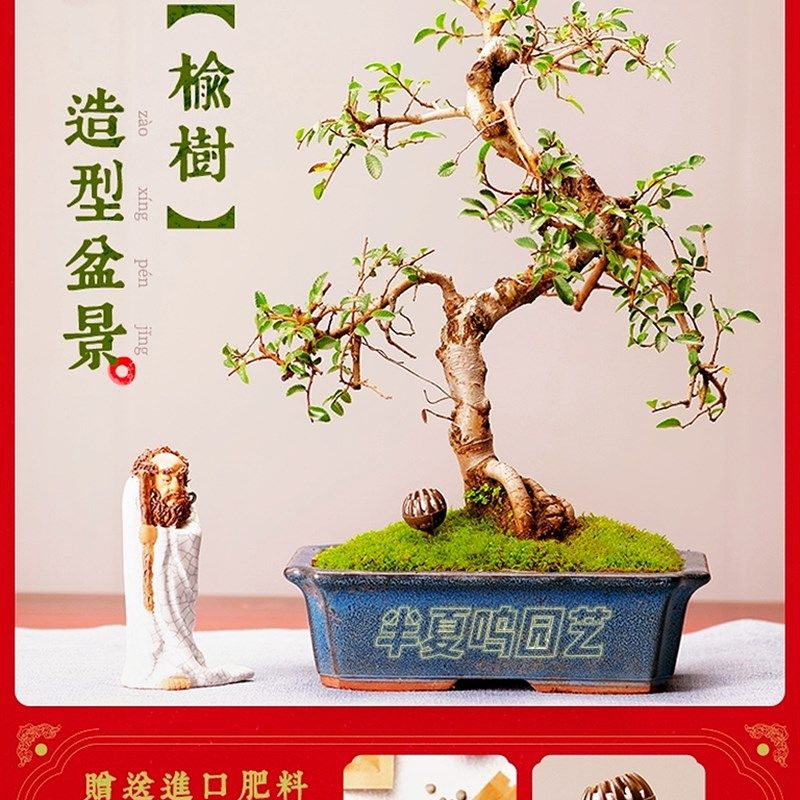 榆树老桩盆景摆件绿植家庭绿植室内办公室旺宅金钱造型植物盆栽