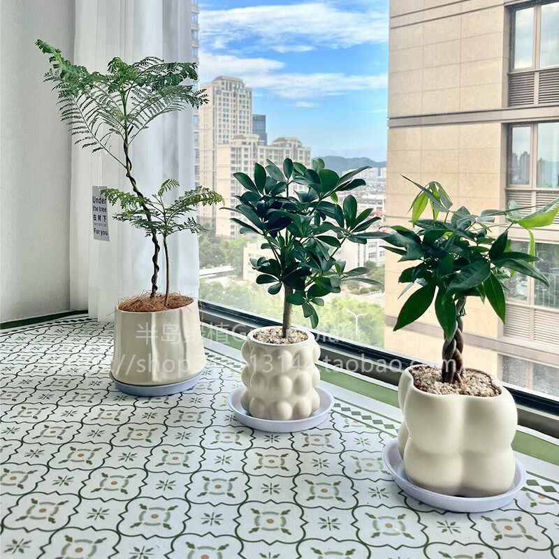 蓝花楹盆栽树苗大型绿植室内办公室阳台桌面花卉造型小盆景网红款