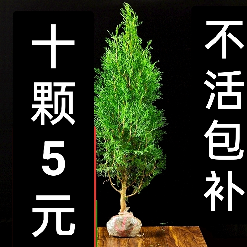 浓情阁塔柏树苗侧柏树苗