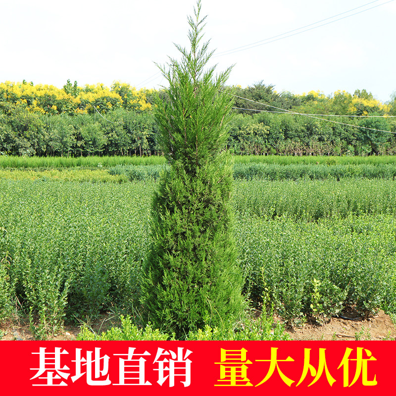 柏树苗 松柏塔柏树苗蜀桧 侧柏圆柏宝塔松龙柏耐寒 松柏树四季青