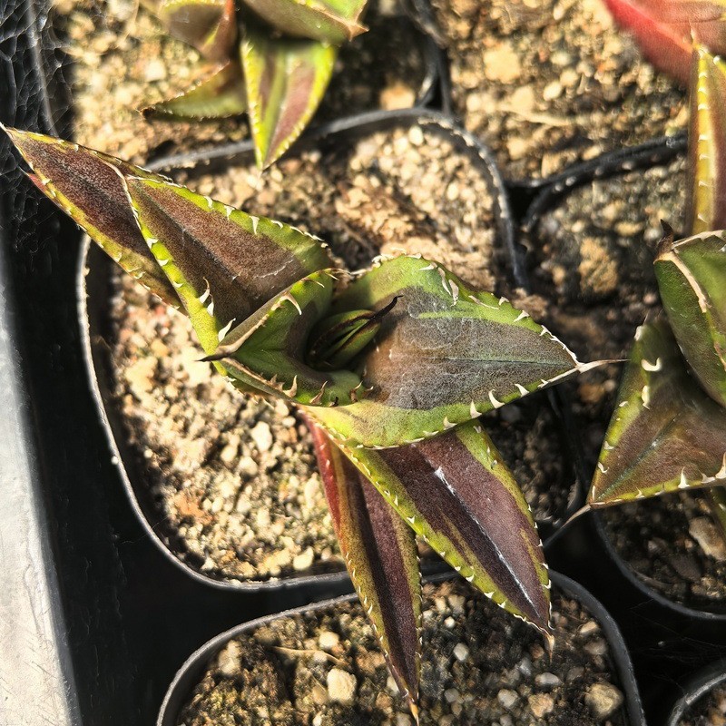 绿巨人覆轮绿植盆栽景观多肉植物大棚批发龙舌兰仙人球十二卷大戟