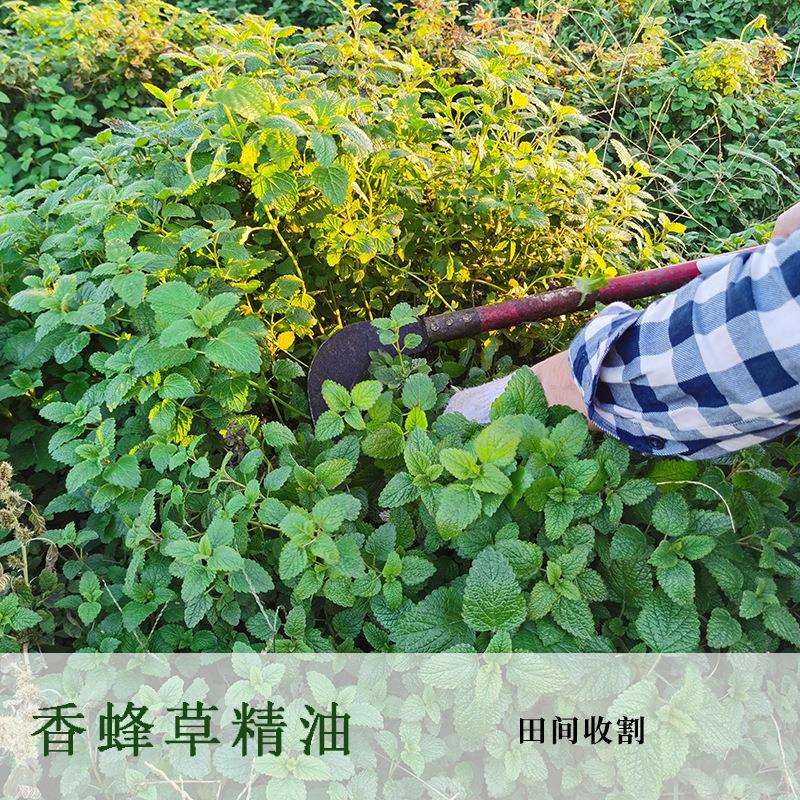 新品香蜂草纯露柠檬香蜂草纯露自有种植基地蒸馏法萃取饱和纯露