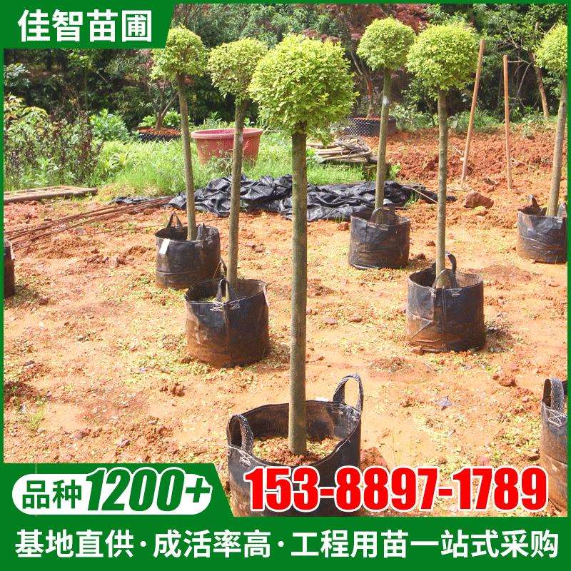 亮晶女贞造型树基地园林绿化风景树庭院景观树亮晶女贞盆景