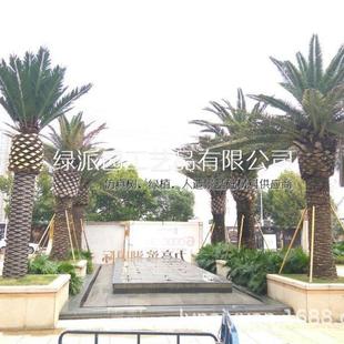 楼盘绿化户外景观树仿真海枣树加纳利海藻树人造热带绿植假海枣树