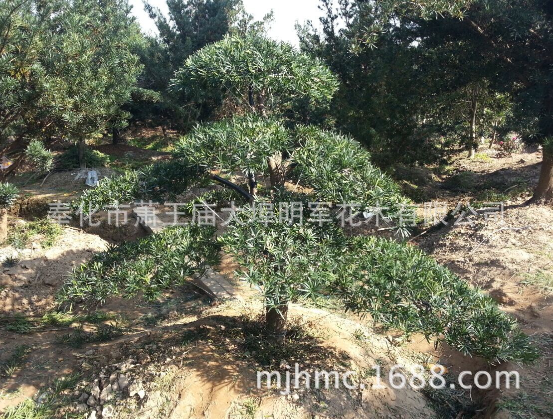 供应【 造型罗汉松 】精品庭院观赏植物,假山,小溪造景树