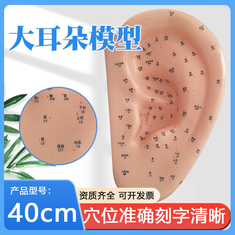 40厘米特大耳穴经络教学模型