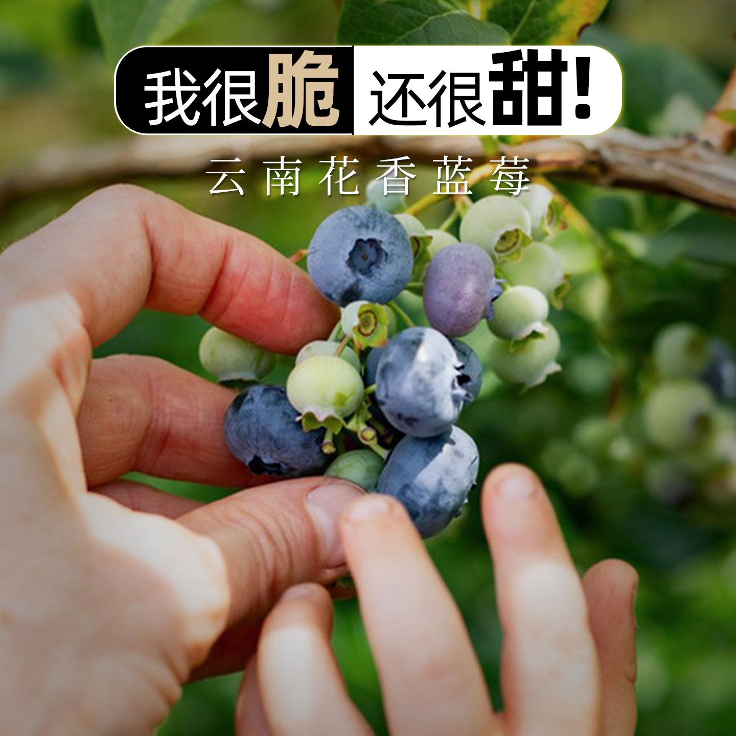 云南高原山地花香蓝莓鲜果纯甜野生蓝莓脆甜孕妇宝宝辅食新鲜水果,水产肉类/新鲜蔬果/熟食,蓝莓,淘宝优惠券,粉丝福利购,淘宝优惠卷