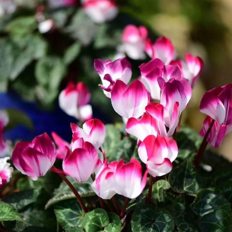 仙客来盆栽花苗带花兔耳花四季开花好养室内阳台花卉蝶衣花年宵花