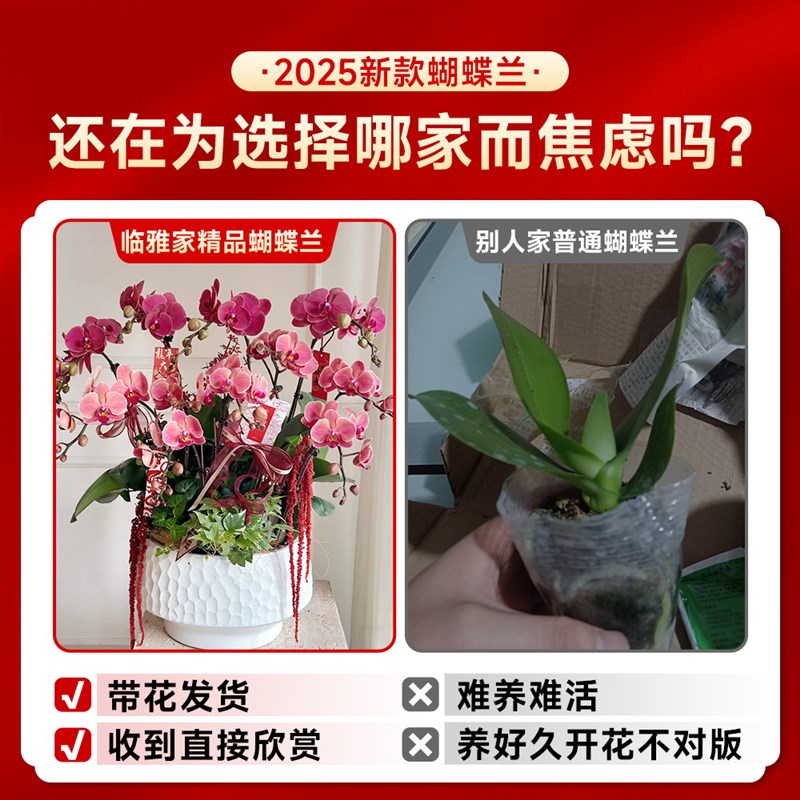 蝴蝶兰盆栽带花苞植物花盆大花苗鲜花客厅室内年宵花卉轻奢高级感