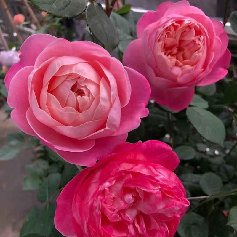 梦光环月季和室芽变耐热耐寒四季开花蔷薇玫瑰切花带盆发货扦插苗