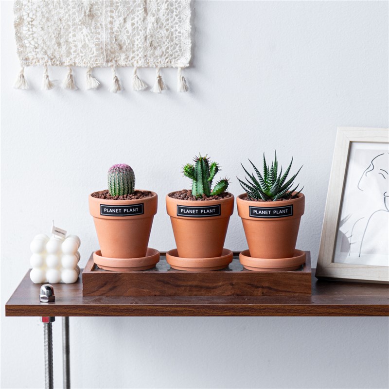 仙人球组合盆栽室内桌面迷你植物花卉多肉绿植盆景可爱开花幼儿园