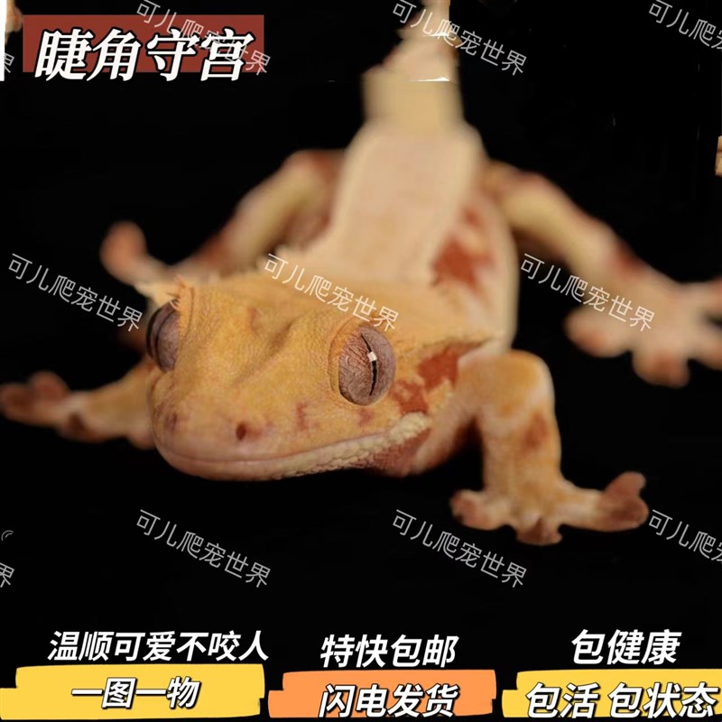 睫角守宫莉莉白盖勾亚魔物萨拉辛巨人鳄鳞豹纹守宫果泥瘤尾爬宠