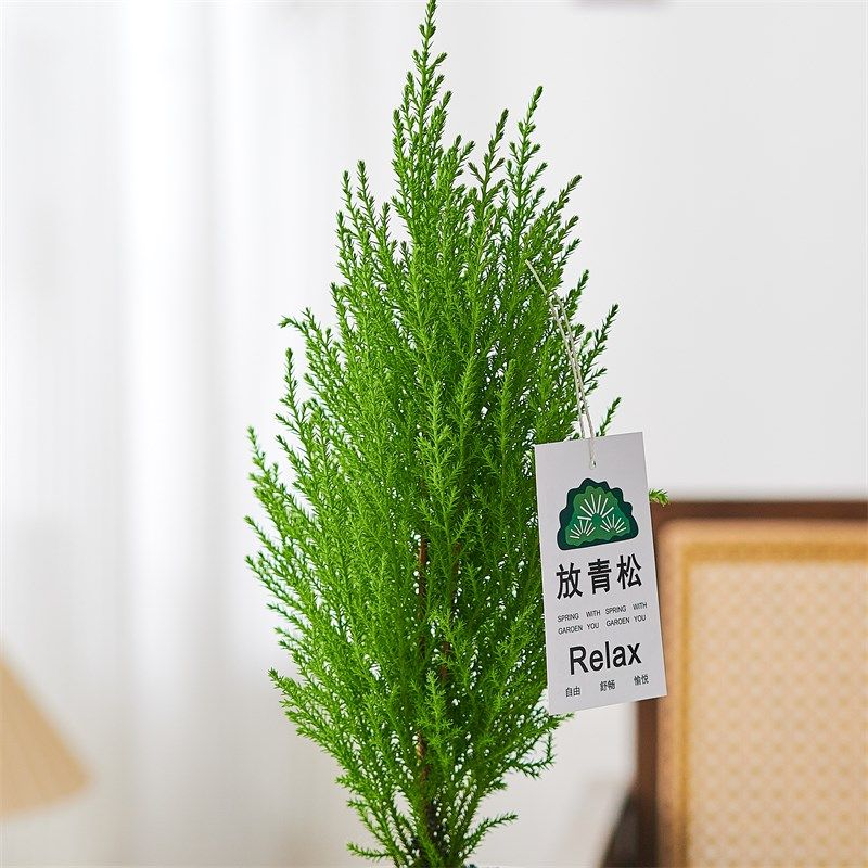 【放轻松】香松盆栽客厅办公室内桌面绿植小摆件净化空气四季好养,鲜花速递/花卉仿真/绿植园艺,绿植,淘宝优惠券,粉丝福利购,淘宝优惠卷