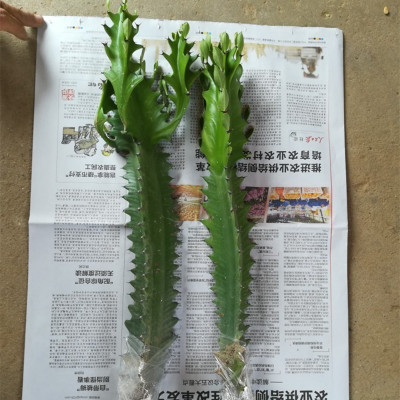 分叉龙骨室内观赏植物绿植花卉鲜花盆栽盆景仙人多肉植物盆景