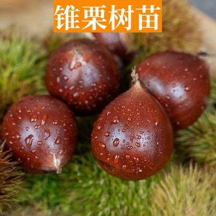 锥栗苗板栗树嫁接南北方种植庭院阳台树苗地载盆栽特大苗当年结果