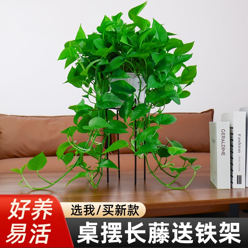 绿萝植物室内吸j甲醛绿箩盆栽桌面摆放盆栽绿萝长藤款办公室好养