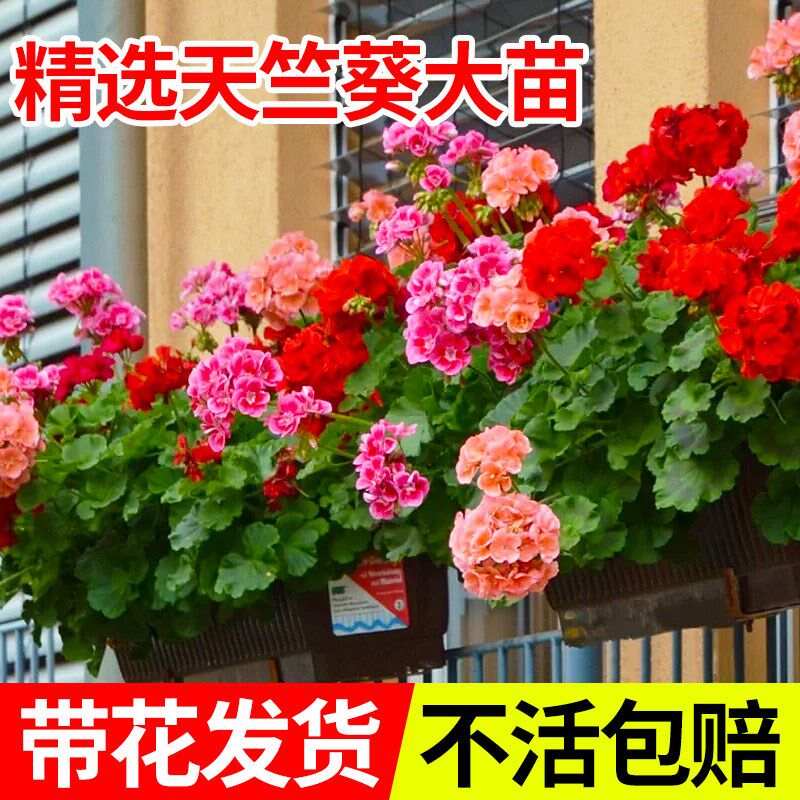 重瓣天竺葵盆栽花苗大花四季开花不断洋绣球苗室内阳台好养的花卉