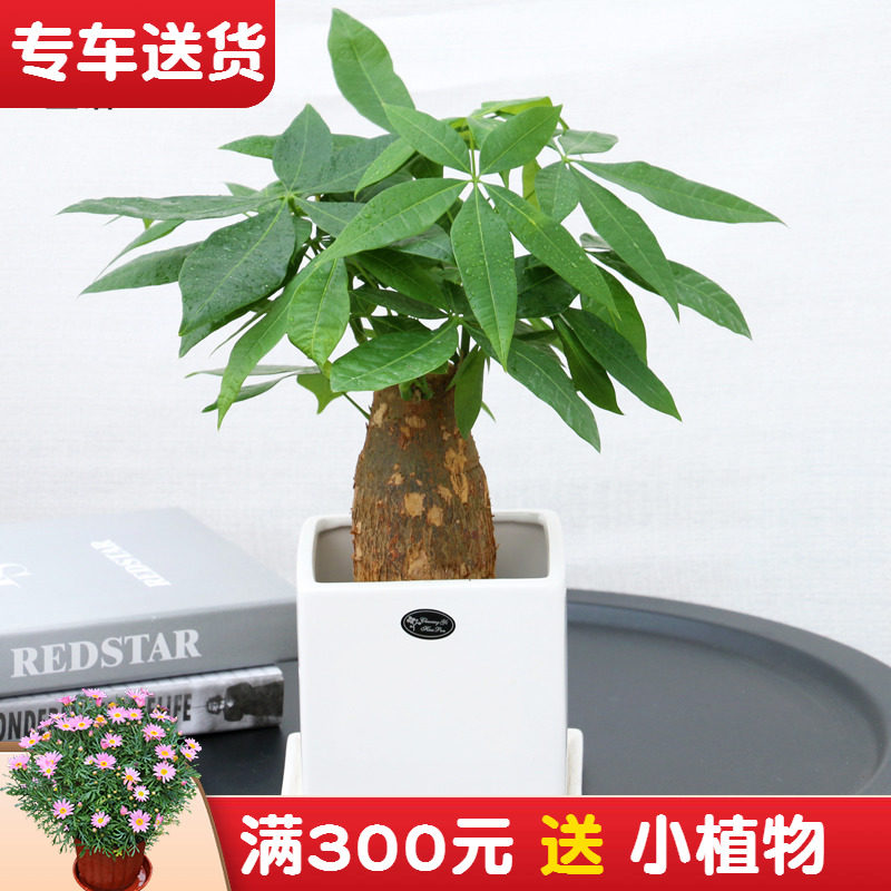 小型发财树盆栽办公室内花卉客厅室内四季绿化植物家庭绿植小盆景