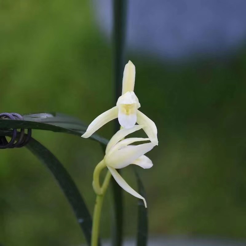 兰花盆栽赣南新品白花水晶素心四季浓香名贵建兰花卉室内阳台包活
