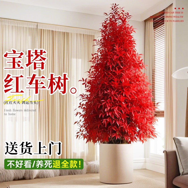 优选树苗木盆栽鸿运m当头客厅大型绿植塔型植物室内红叶树别墅庭.
