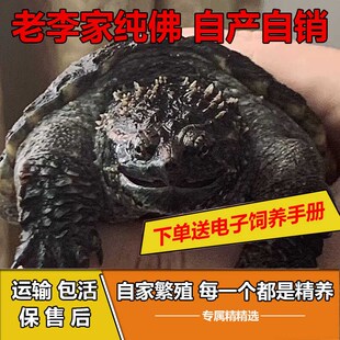 纯佛鳄龟鳄龟苗凶猛鳄龟宠物原种爆刺鳄龟L野后杂佛北美鳄龟观赏