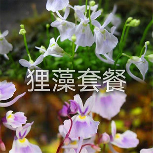 狸藻套餐新手食h虫植物盆栽小白兔狸藻海妖女苔藓雨林缸造景微景